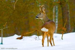 狍子先生爆料视频播放在线观看,独家解析幕后真相 第2张 狍子先生爆料视频播放在线观看,独家解析幕后真相 第2张